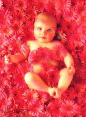 bebe